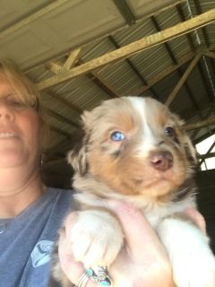 australian shepherd puppy craigslist