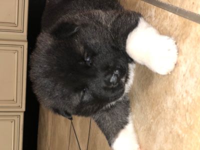 Puppy Oklahoma City Classifieds Clazorg