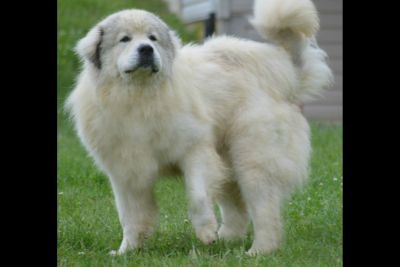 harvest acres great pyrenees