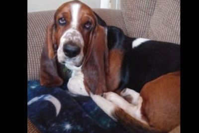 Basset Hound Puppies Dogs For Sale Or Adoption Classifieds In