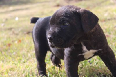 Cane Corso Puppies Classifieds Clazorg