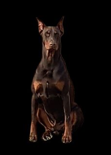 Arlene chandler doberman hot sale breeder