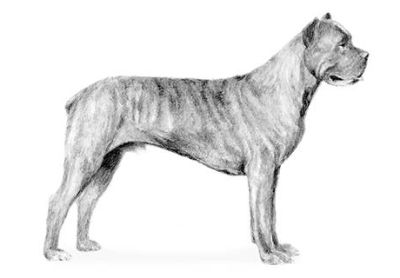 Cane Corso Classified Ads Clazorg