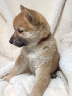 Central Iowa Pups Boxer Shiba Breeder In Iowa