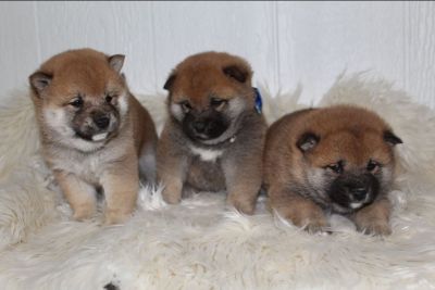 Puppy For Sale Classified Ads In Rittman Ohio Clazorg