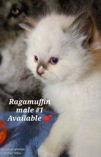 ragamuffin kittens for sale craigslist