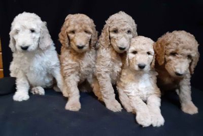 labradoodle puppies for sale craigslist
