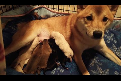 Shiba Inu Puppies Classifieds Clazorg