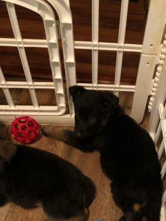 Puppy For Sale Classifieds In Louisa Virginia Clazorg