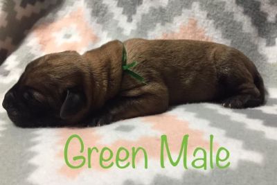 English Mastiff Classified Ads Clazorg