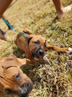 craigslist teddy bear puppies