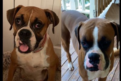 Boxer Puppies For Sale Craigslist - petfinder