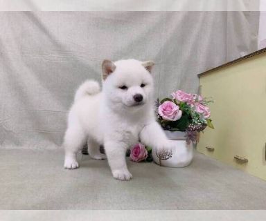white shiba inu puppy