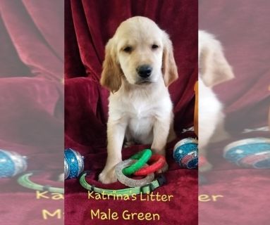 Golden Retriever Merced Classifieds Claz Org