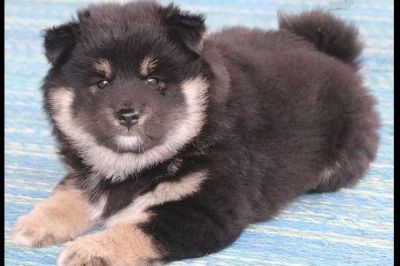 Shiba Inu Puppies Classifieds Clazorg