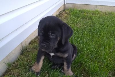Craigslist Animals And Pets For Adoption Classified Ads In