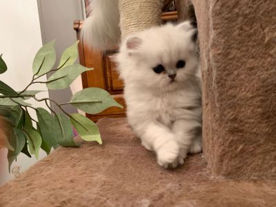 ragamuffin kittens for sale craigslist