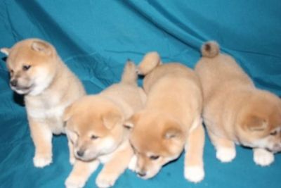 Puppy For Sale Classifieds In Lower Burrell Pennsylvania
