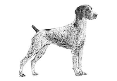 Shorthaired Pointer Classifieds Claz Org