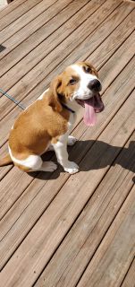 beagle puppies for sale near me craigslist