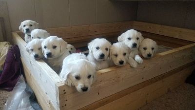 Craigslist Dogs For Sale Or Adoption Classifieds In Dryden New York Claz Org