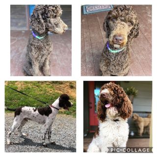 Craigslist - Dogs for Sale or Adoption Classifieds in ...