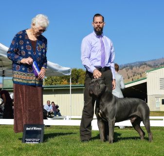 Cane Corso Mastiff Animals And Pets For Adoption