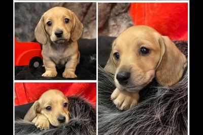 99+ Dachshund Puppies For Sale In Paducah Ky