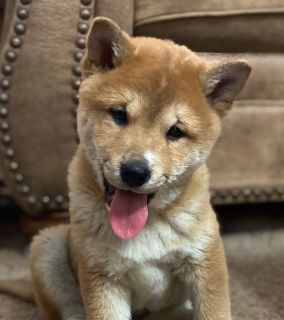 Shiba Inu Puppies Classifieds Clazorg