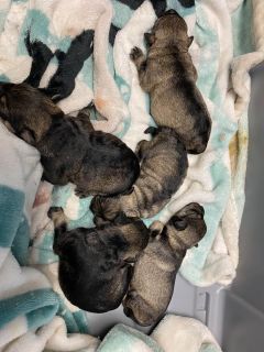 Adorable Puppies Buy Sell Pets Click For More Wednesdaywisdom Petgrooming Pets Petsforsale Cutepets Oprah Fit Cute Puppies Puppies Pets For Sale