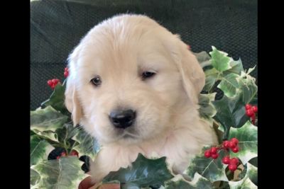 Golden Retriever Dogs For Adoption Classifieds In Mooresville