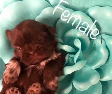 Shih Tzu Dogs For Sale Or Adoption Classifieds In Milpitas