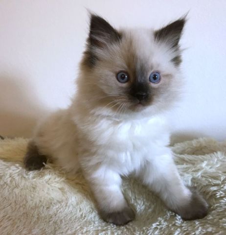 Female Ragdoll Kitten - Denton Cats for Sale or Adoption Offered | Claz