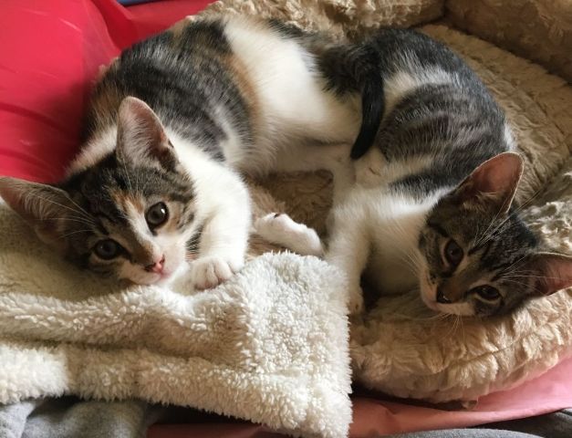 2 5 month old female kittens for sale. One calico and one tiger. Cannot ...