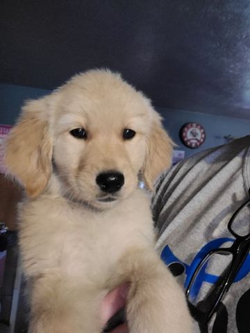 AKC BEAUTIFUL BLONDE ENGLISH CREAM GOLDEN RETRIEVER PUPPIES | Claz