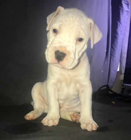 BABY DOGO ARGENTINO’S - Claz.org