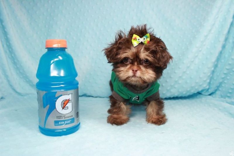 Gorgeous Shihtzu Puppies In Las Vegas Los Angeles Delivery To