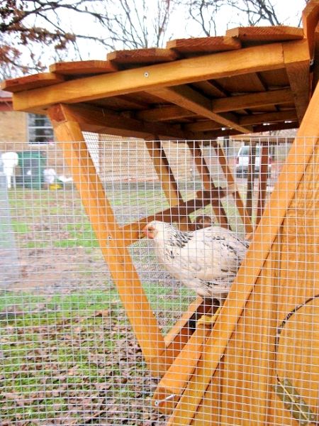 5 Ft Tall Portable Chicken Coop In Movable Chicken Yard Winter Sale