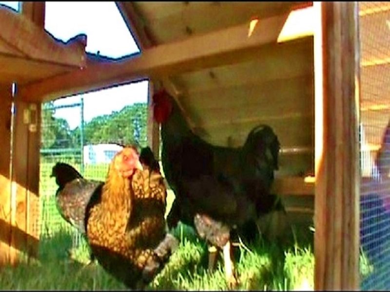 Winter Sale Big Portable Hen Houses Chicken Coops Fence Posts For