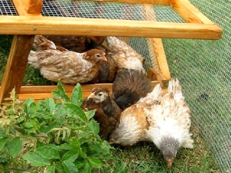 On Sale Beautiful Affordable Chicken Coops Hen Houses For 12 Hens