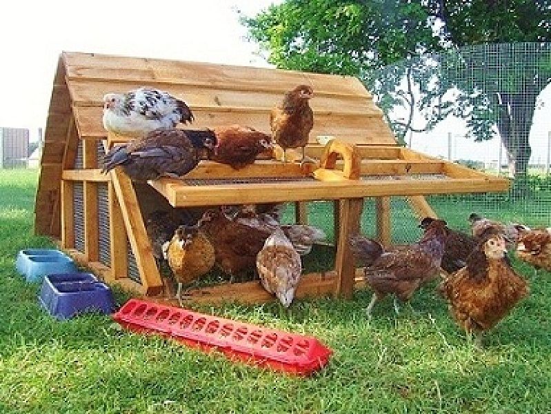 On Sale Beautiful Affordable Chicken Coops Hen Houses For 12 Hens