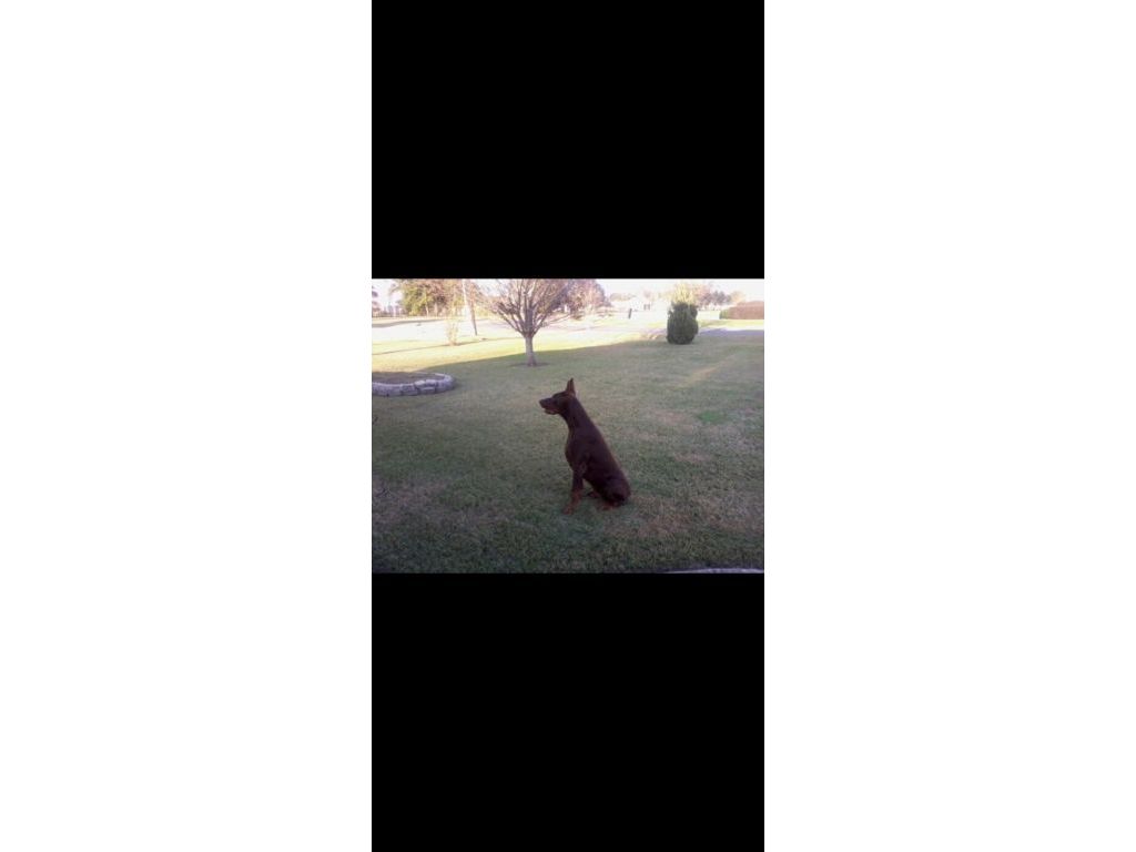 Doberman puppies for sale