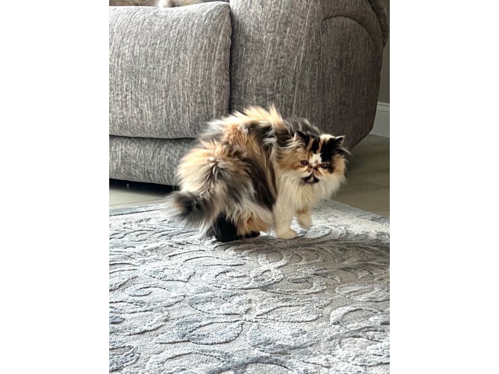 Persian Kittens