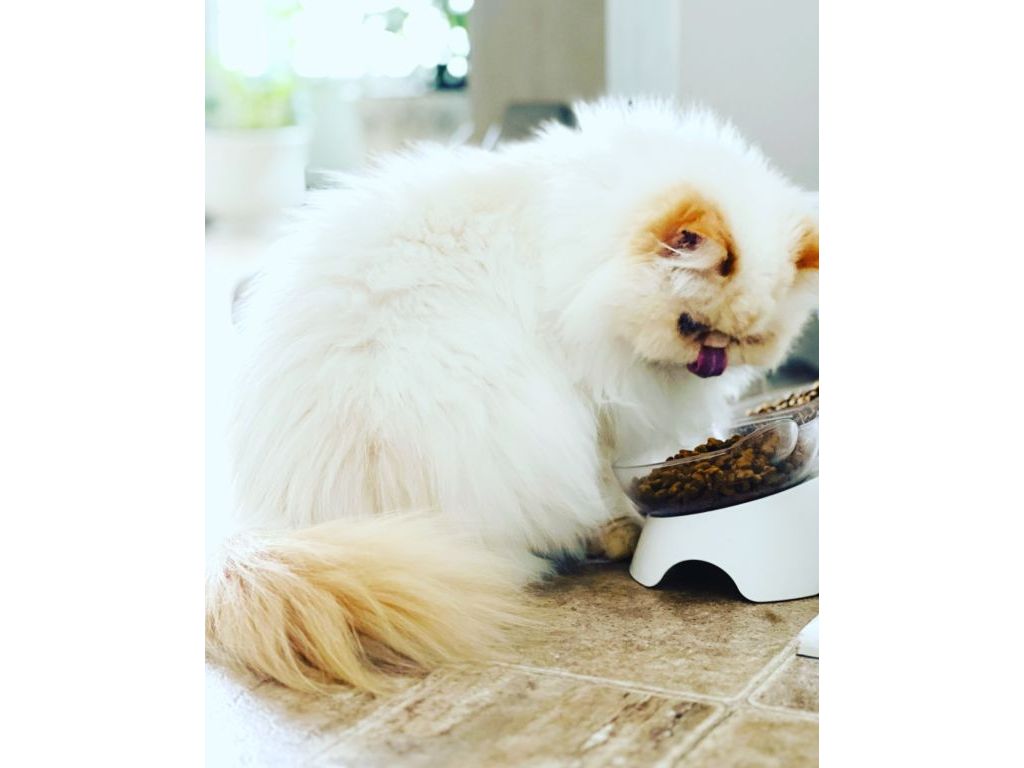 Persian Kittens