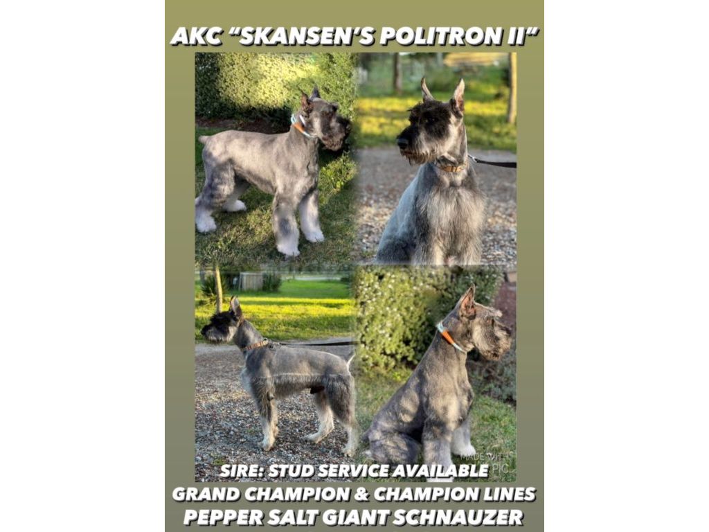 AKC Giant Schnauzer male pup