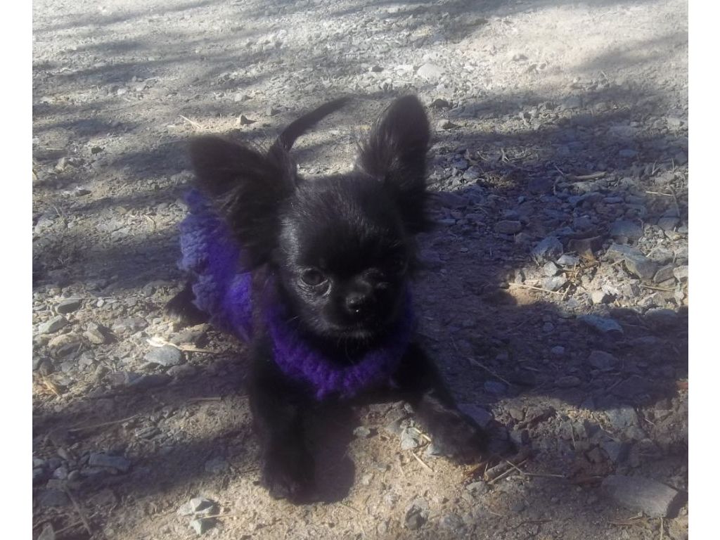 AKC Long Coat Chihuahua Puppy  Frankie