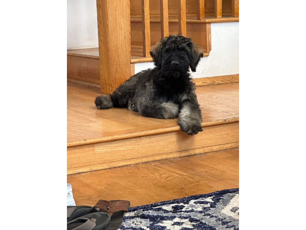 AKC Giant Schnauzer male pup