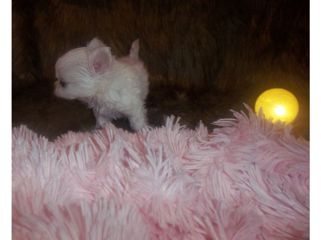 Apple Head Chihuahua Puppies