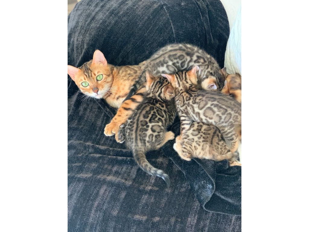 Bengal Kittens