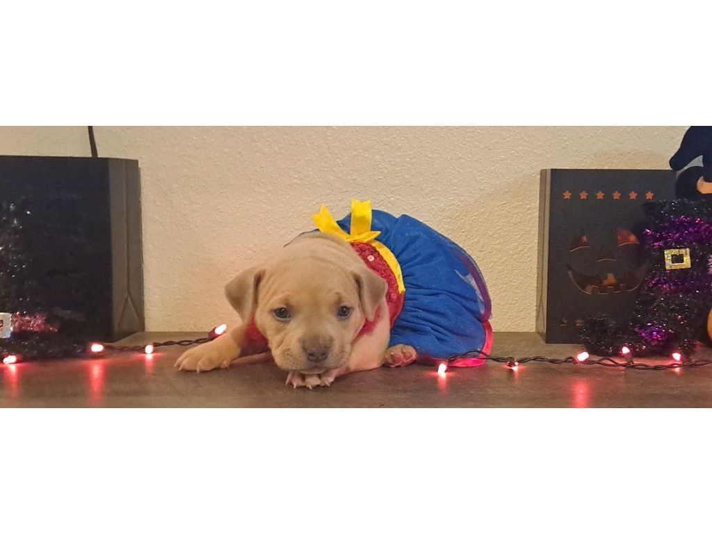Bully Pups